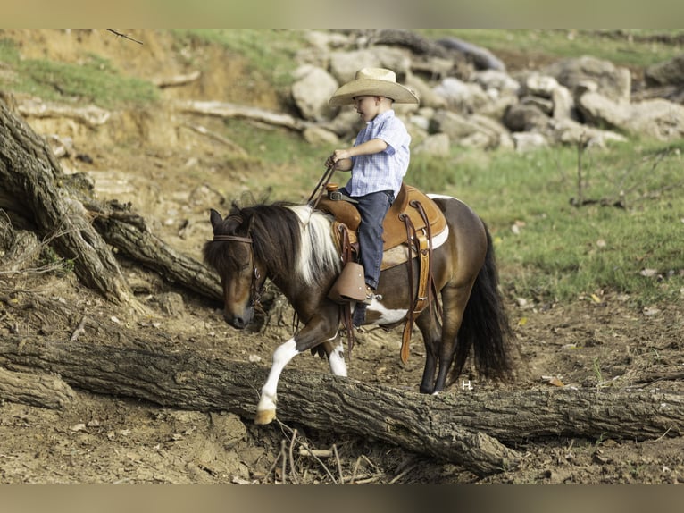 Weitere Ponys/Kleinpferde Wallach 4 Jahre 102 cm Schecke in Weatherford