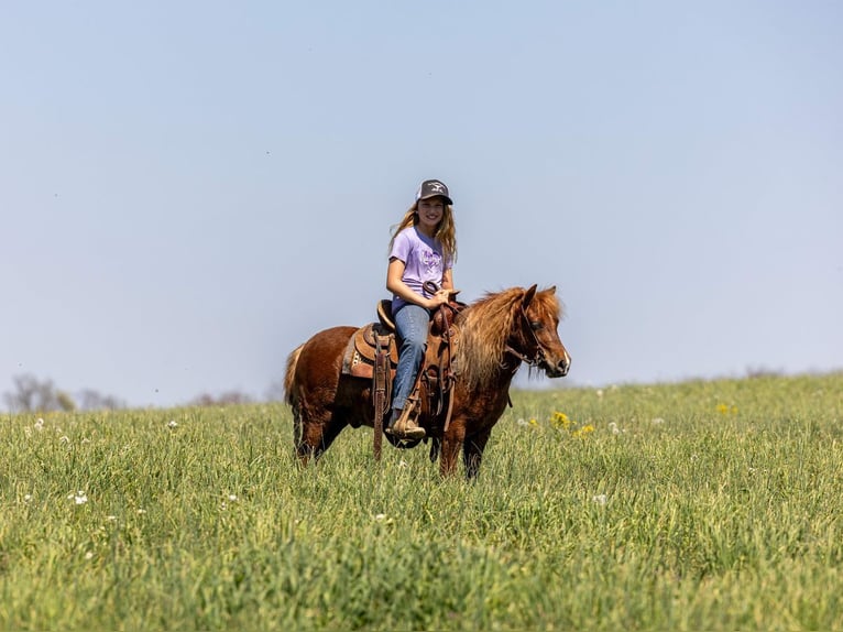 Weitere Ponys/Kleinpferde Wallach 4 Jahre 104 cm Rotfuchs in Ewing
