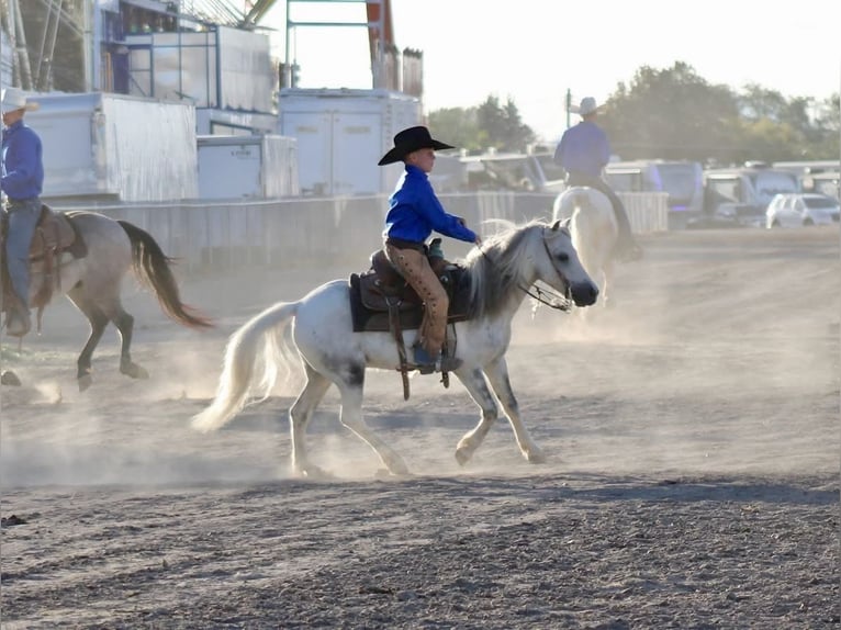 Weitere Ponys/Kleinpferde Wallach 4 Jahre 104 cm Schimmel in Rigby