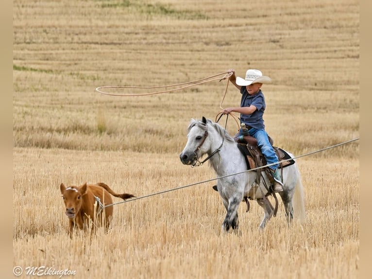 Weitere Ponys/Kleinpferde Wallach 4 Jahre 104 cm Schimmel in Rigby