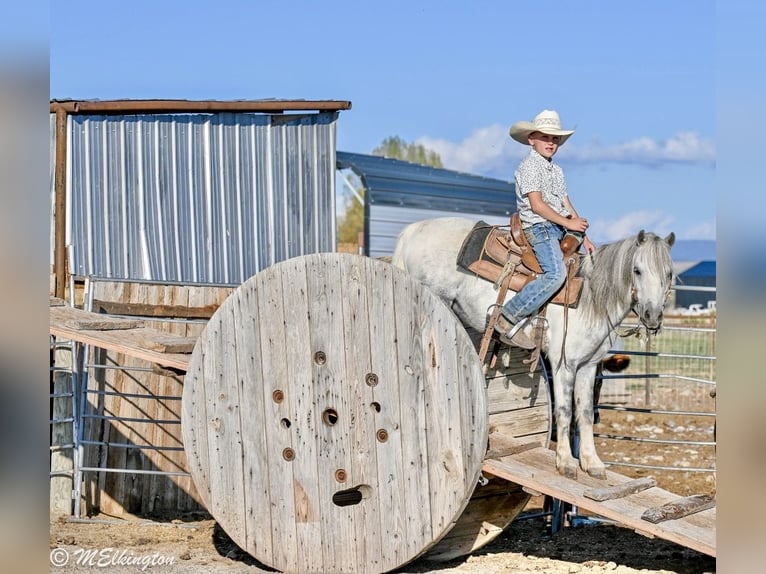 Weitere Ponys/Kleinpferde Wallach 4 Jahre 104 cm Schimmel in Rigby