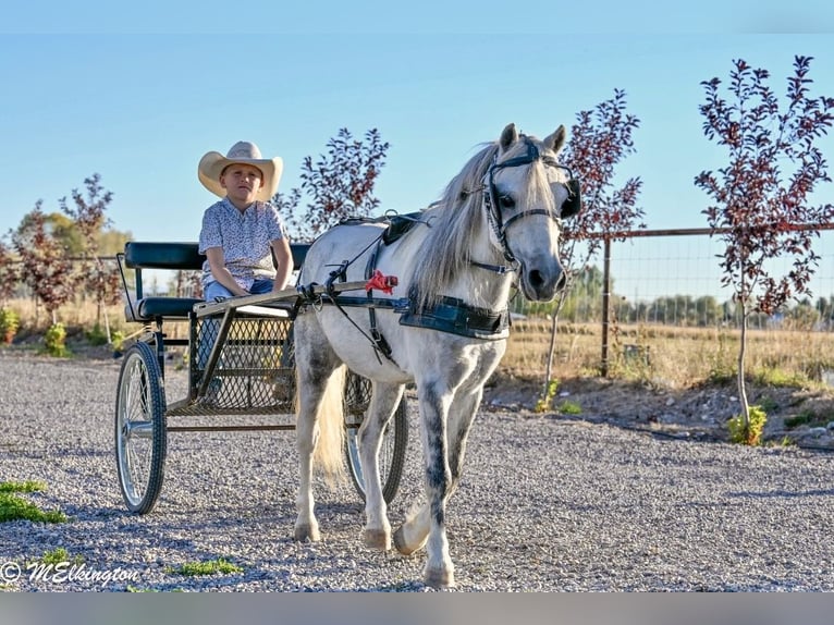 Weitere Ponys/Kleinpferde Wallach 4 Jahre 104 cm Schimmel in Rigby