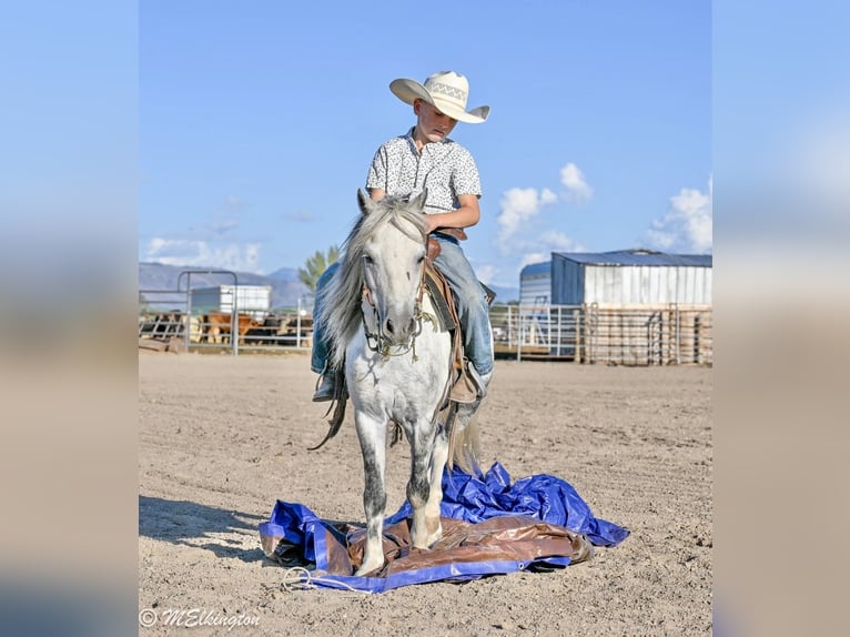 Weitere Ponys/Kleinpferde Wallach 4 Jahre 104 cm Schimmel in Rigby