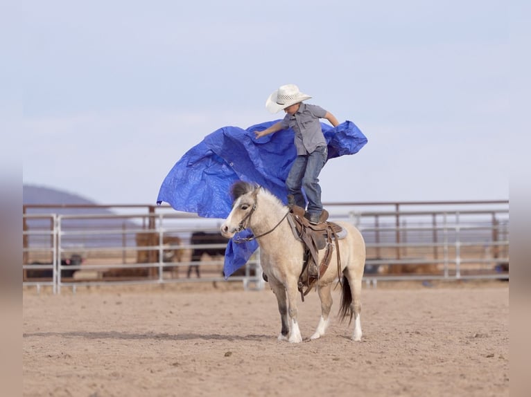 Weitere Ponys/Kleinpferde Wallach 4 Jahre 107 cm Buckskin in Aguila