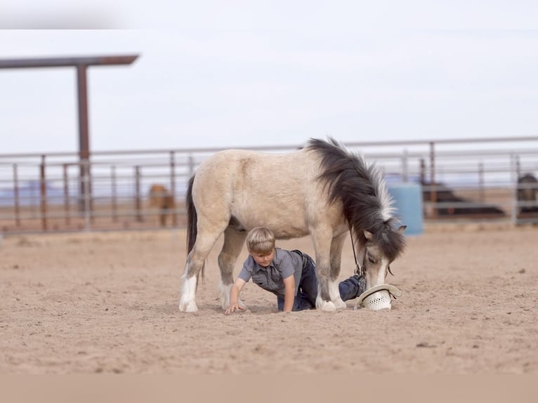 Weitere Ponys/Kleinpferde Wallach 4 Jahre 107 cm Buckskin in Aguila