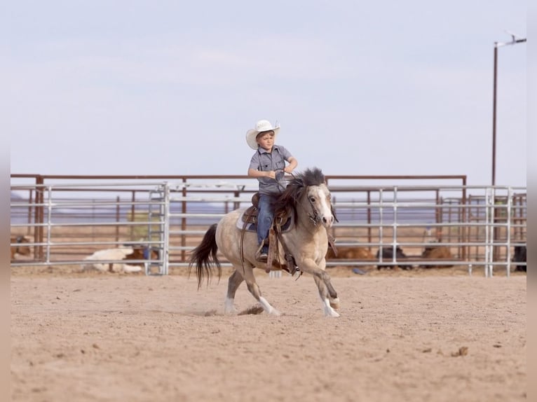 Weitere Ponys/Kleinpferde Wallach 4 Jahre 107 cm Buckskin in Aguila