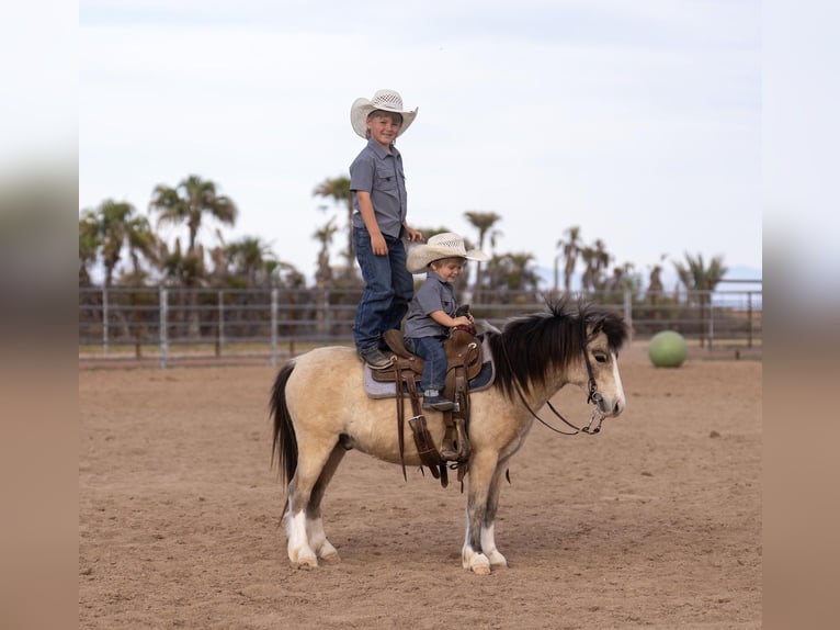 Weitere Ponys/Kleinpferde Wallach 4 Jahre 107 cm Buckskin in Aguila