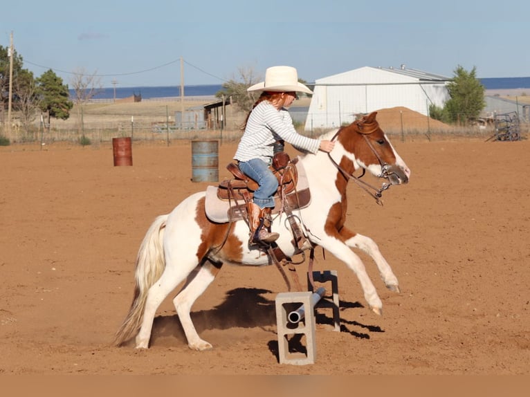 Weitere Ponys/Kleinpferde Wallach 4 Jahre 107 cm Schecke in Edgewood