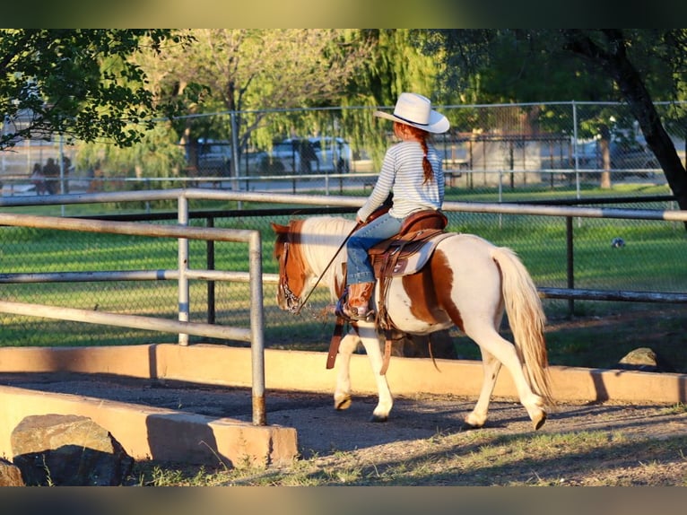 Weitere Ponys/Kleinpferde Wallach 4 Jahre 107 cm Schecke in Edgewood