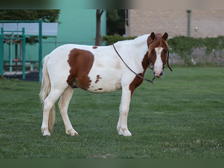 Weitere Ponys/Kleinpferde Wallach 4 Jahre 107 cm Schecke in Edgewood