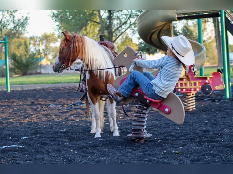 Weitere Ponys/Kleinpferde Wallach 4 Jahre 107 cm Schecke in Edgewood