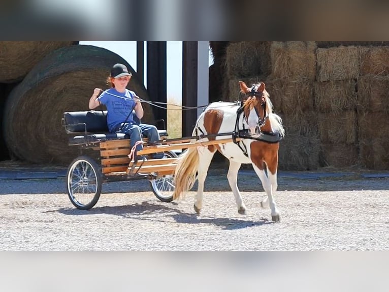 Weitere Ponys/Kleinpferde Wallach 4 Jahre 107 cm Schecke in Edgewood