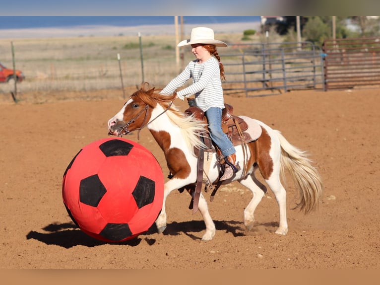 Weitere Ponys/Kleinpferde Wallach 4 Jahre 107 cm Schecke in Edgewood