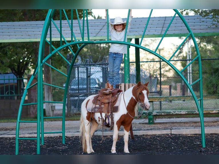 Weitere Ponys/Kleinpferde Wallach 4 Jahre 107 cm Schecke in Edgewood