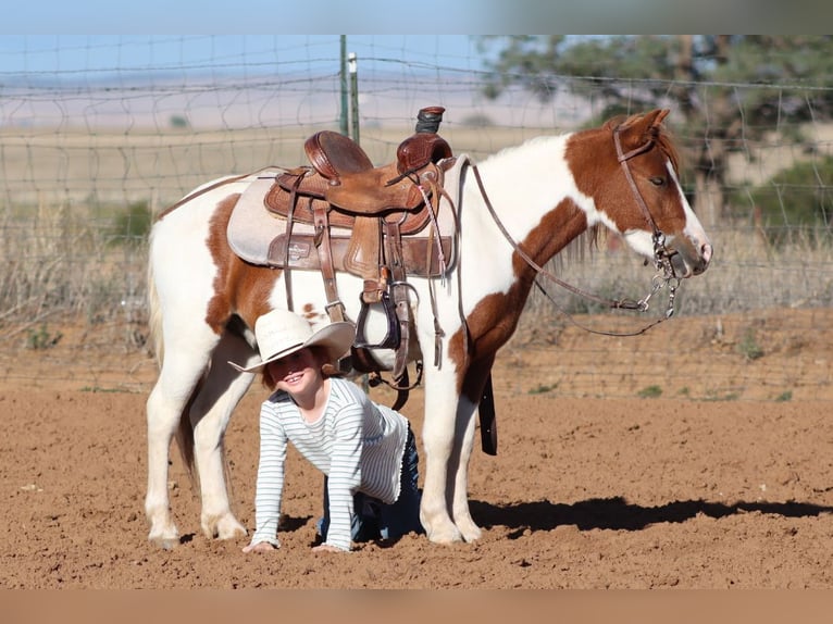 Weitere Ponys/Kleinpferde Wallach 4 Jahre 107 cm Schecke in Edgewood