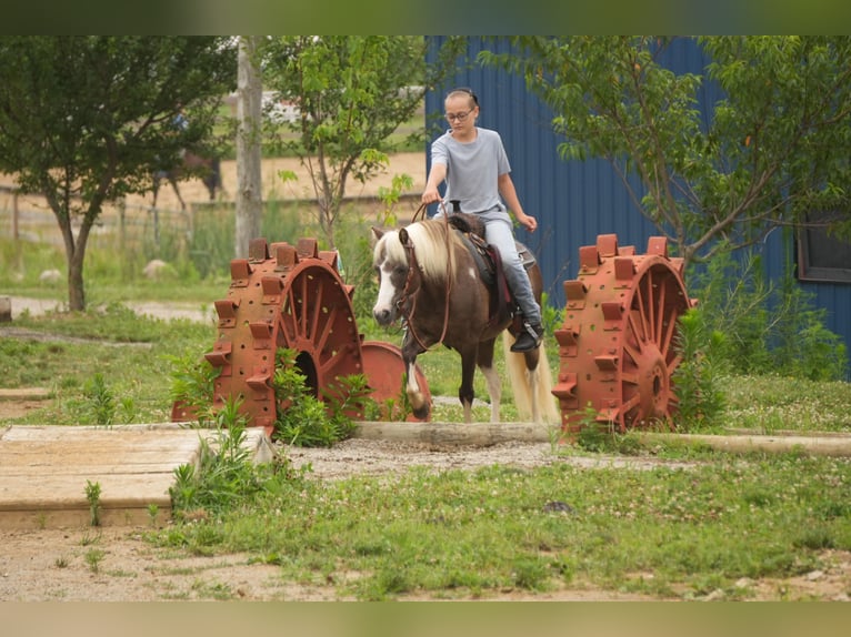 Weitere Ponys/Kleinpferde Wallach 4 Jahre 112 cm Schecke in Fresno