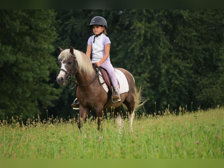 Weitere Ponys/Kleinpferde Wallach 4 Jahre 112 cm Schecke in Fresno