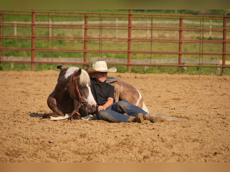 Weitere Ponys/Kleinpferde Wallach 4 Jahre 112 cm Schecke in Fresno