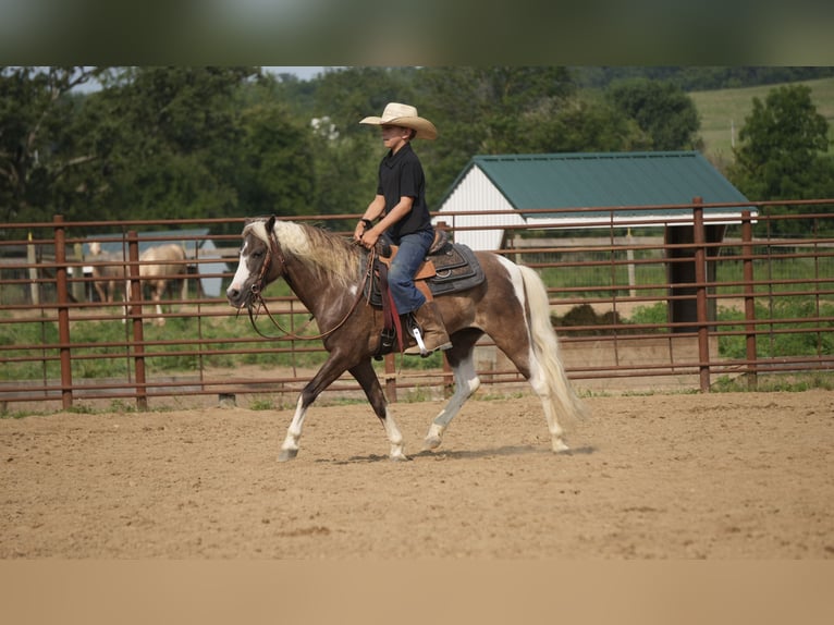 Weitere Ponys/Kleinpferde Wallach 4 Jahre 112 cm Schecke in Fresno