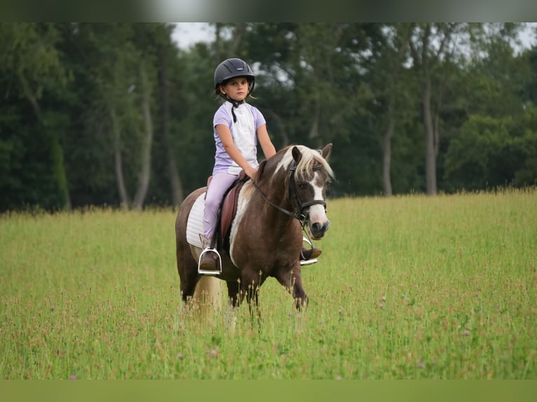 Weitere Ponys/Kleinpferde Wallach 4 Jahre 112 cm Schecke in Fresno