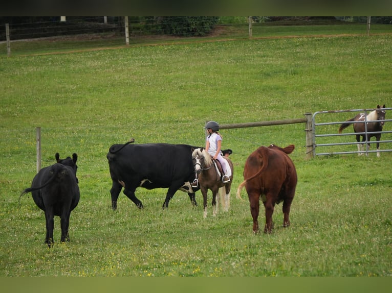 Weitere Ponys/Kleinpferde Wallach 4 Jahre 112 cm Schecke in Fresno