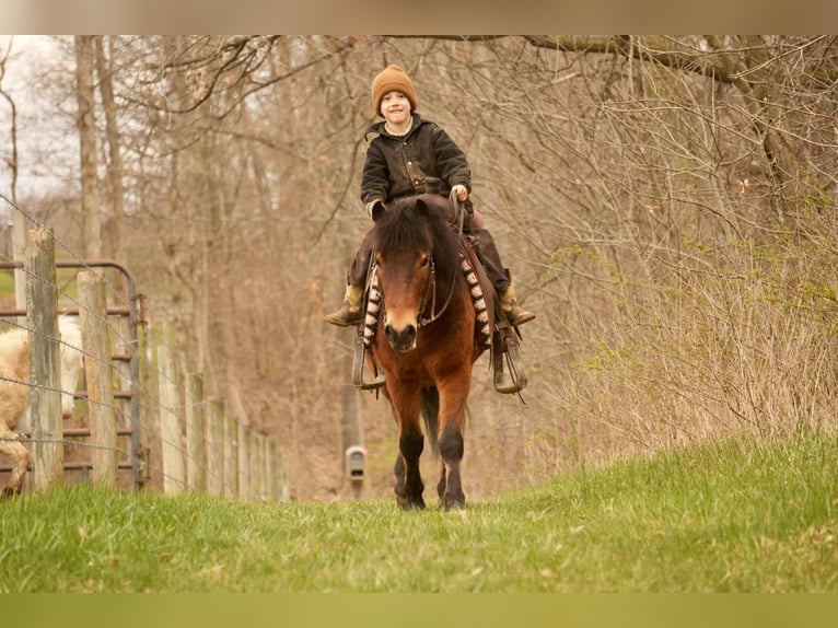 Weitere Ponys/Kleinpferde Wallach 4 Jahre 112 cm in Fresno