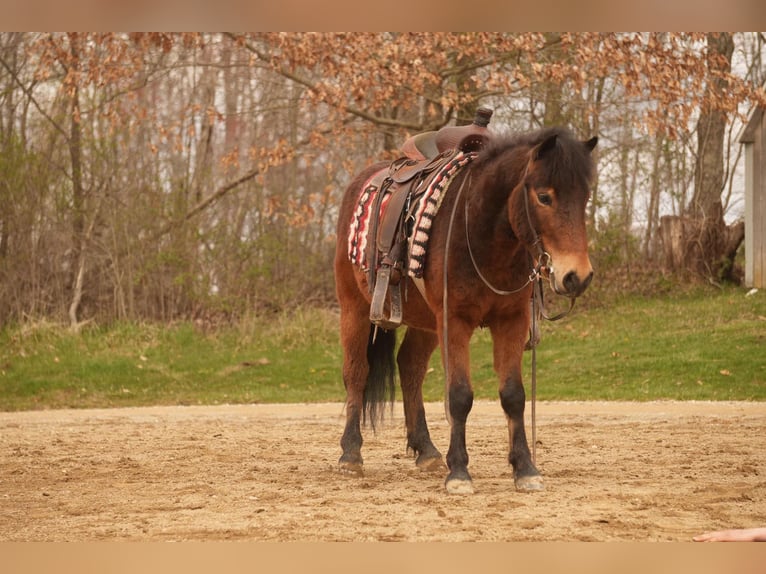 Weitere Ponys/Kleinpferde Wallach 4 Jahre 112 cm in Fresno