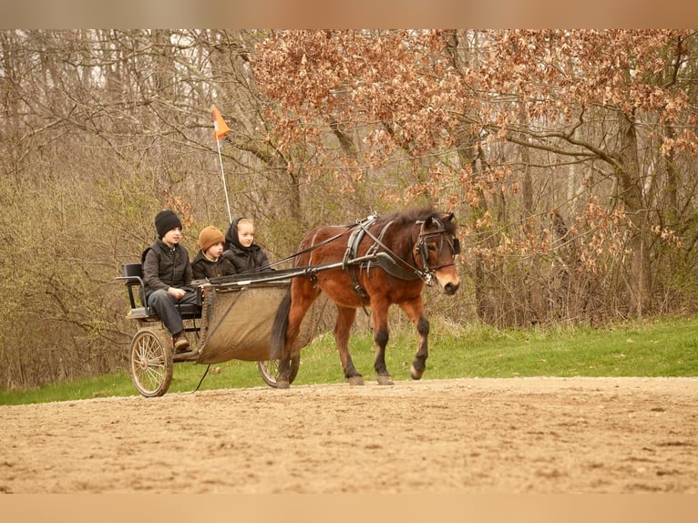 Weitere Ponys/Kleinpferde Wallach 4 Jahre 112 cm in Fresno