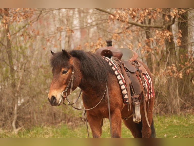 Weitere Ponys/Kleinpferde Wallach 4 Jahre 112 cm in Fresno