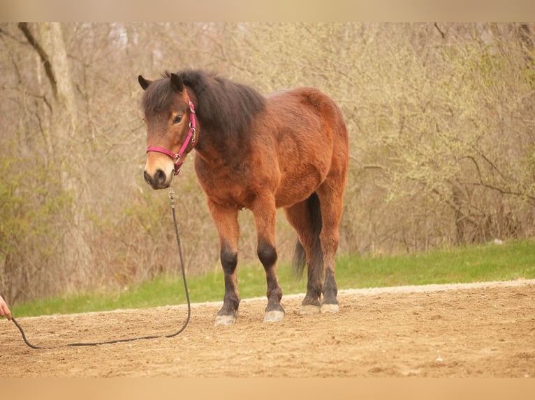 Weitere Ponys/Kleinpferde Wallach 4 Jahre 112 cm in Fresno