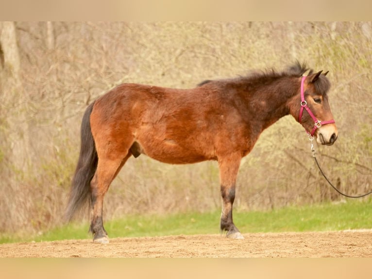 Weitere Ponys/Kleinpferde Wallach 4 Jahre 112 cm in Fresno