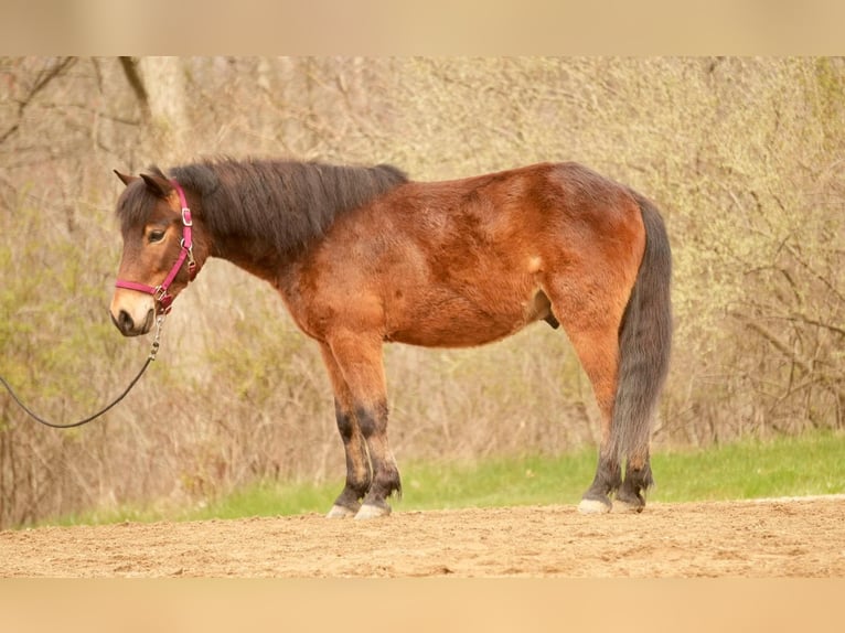Weitere Ponys/Kleinpferde Wallach 4 Jahre 112 cm in Fresno