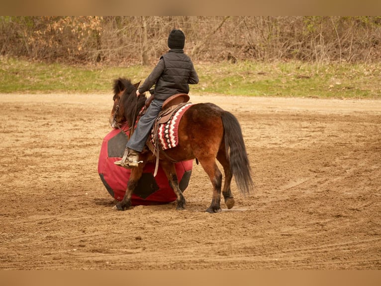 Weitere Ponys/Kleinpferde Wallach 4 Jahre 112 cm in Fresno