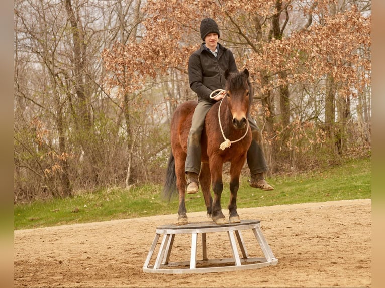 Weitere Ponys/Kleinpferde Wallach 4 Jahre 112 cm in Fresno