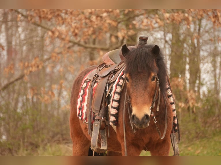 Weitere Ponys/Kleinpferde Wallach 4 Jahre 112 cm in Fresno