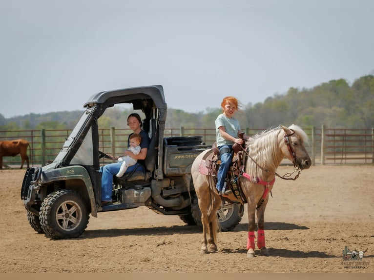 Weitere Ponys/Kleinpferde Wallach 4 Jahre 114 cm Palomino in Auburn