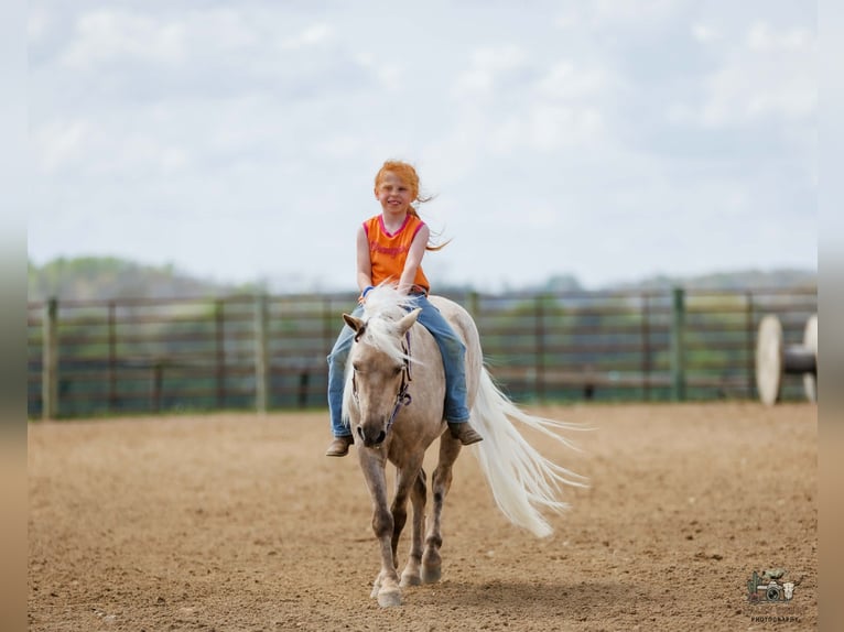 Weitere Ponys/Kleinpferde Wallach 4 Jahre 114 cm Palomino in Auburn