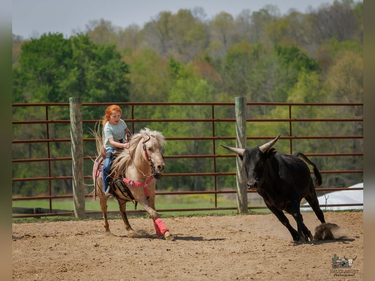Weitere Ponys/Kleinpferde Wallach 4 Jahre 114 cm Palomino in Auburn