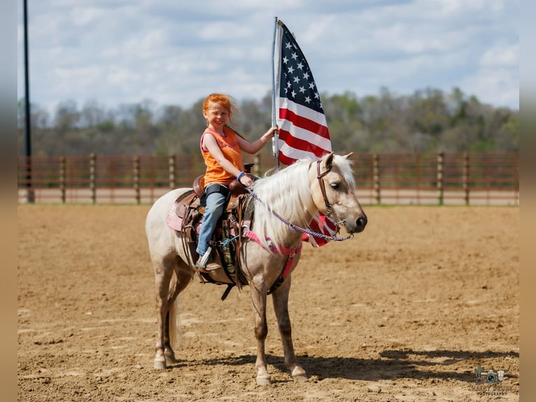 Weitere Ponys/Kleinpferde Wallach 4 Jahre 114 cm Palomino in Auburn