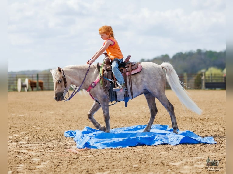 Weitere Ponys/Kleinpferde Wallach 4 Jahre 114 cm Palomino in Auburn
