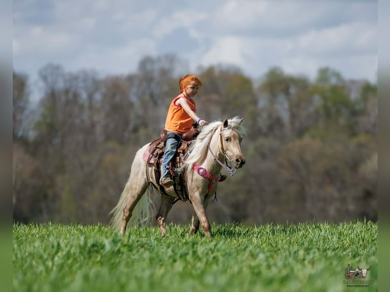 Weitere Ponys/Kleinpferde Wallach 4 Jahre 114 cm Palomino in Auburn