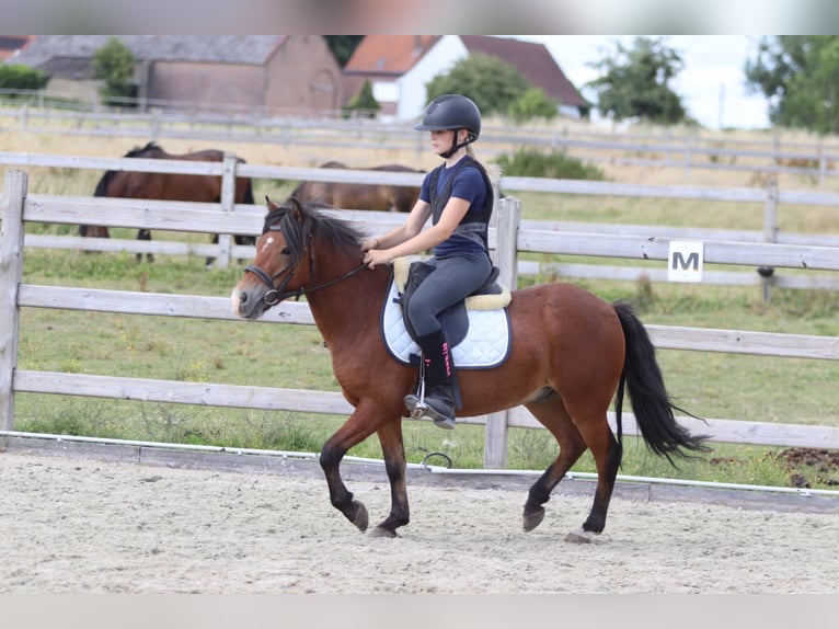 Weitere Ponys/Kleinpferde Wallach 4 Jahre 119 cm Brauner in Pepingen