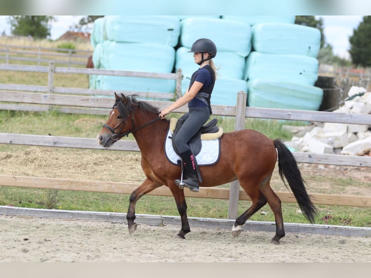 Weitere Ponys/Kleinpferde Wallach 4 Jahre 119 cm Brauner in Pepingen