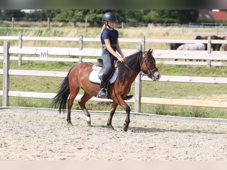 Weitere Ponys/Kleinpferde Wallach 4 Jahre 119 cm Brauner in Pepingen