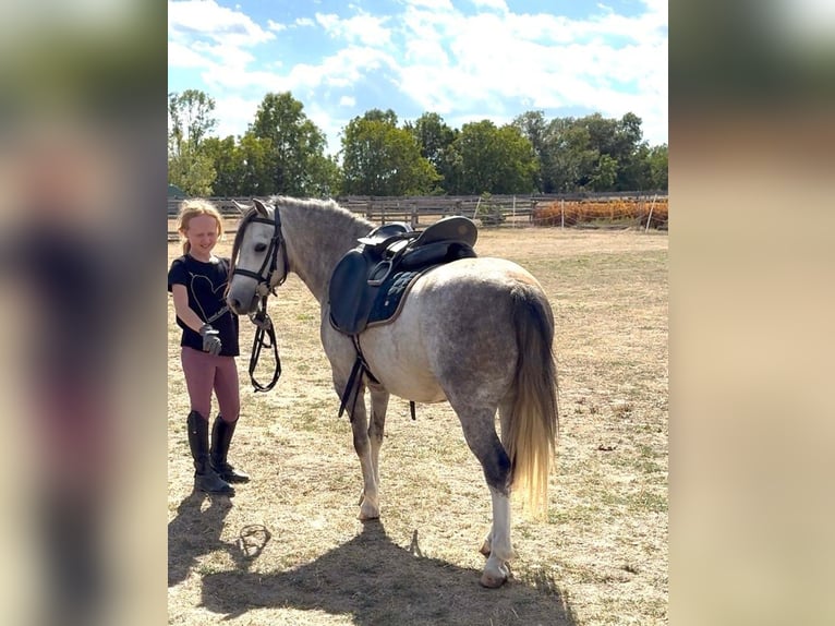 Weitere Ponys/Kleinpferde Wallach 4 Jahre 120 cm Apfelschimmel in Rechnitz