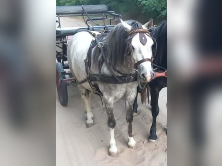 Weitere Ponys/Kleinpferde Wallach 4 Jahre 120 cm Apfelschimmel in Rechnitz