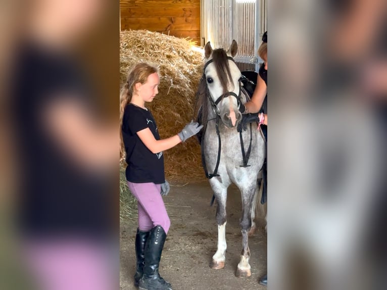 Weitere Ponys/Kleinpferde Wallach 4 Jahre 120 cm Apfelschimmel in Rechnitz