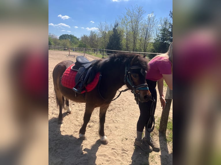 Weitere Ponys/Kleinpferde Wallach 4 Jahre 120 cm Brauner in Bad Saulgau