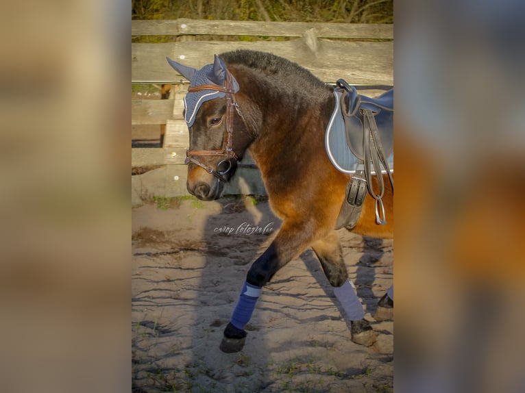 Weitere Ponys/Kleinpferde Mix Wallach 4 Jahre 120 cm Dunkelbrauner in Geesow