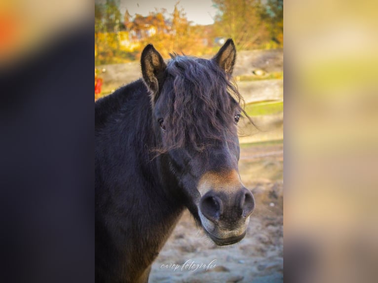 Weitere Ponys/Kleinpferde Mix Wallach 4 Jahre 120 cm Dunkelbrauner in Geesow